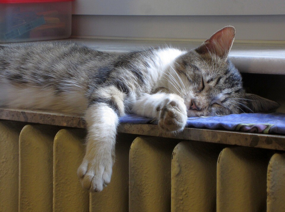 chaleur et radiateur