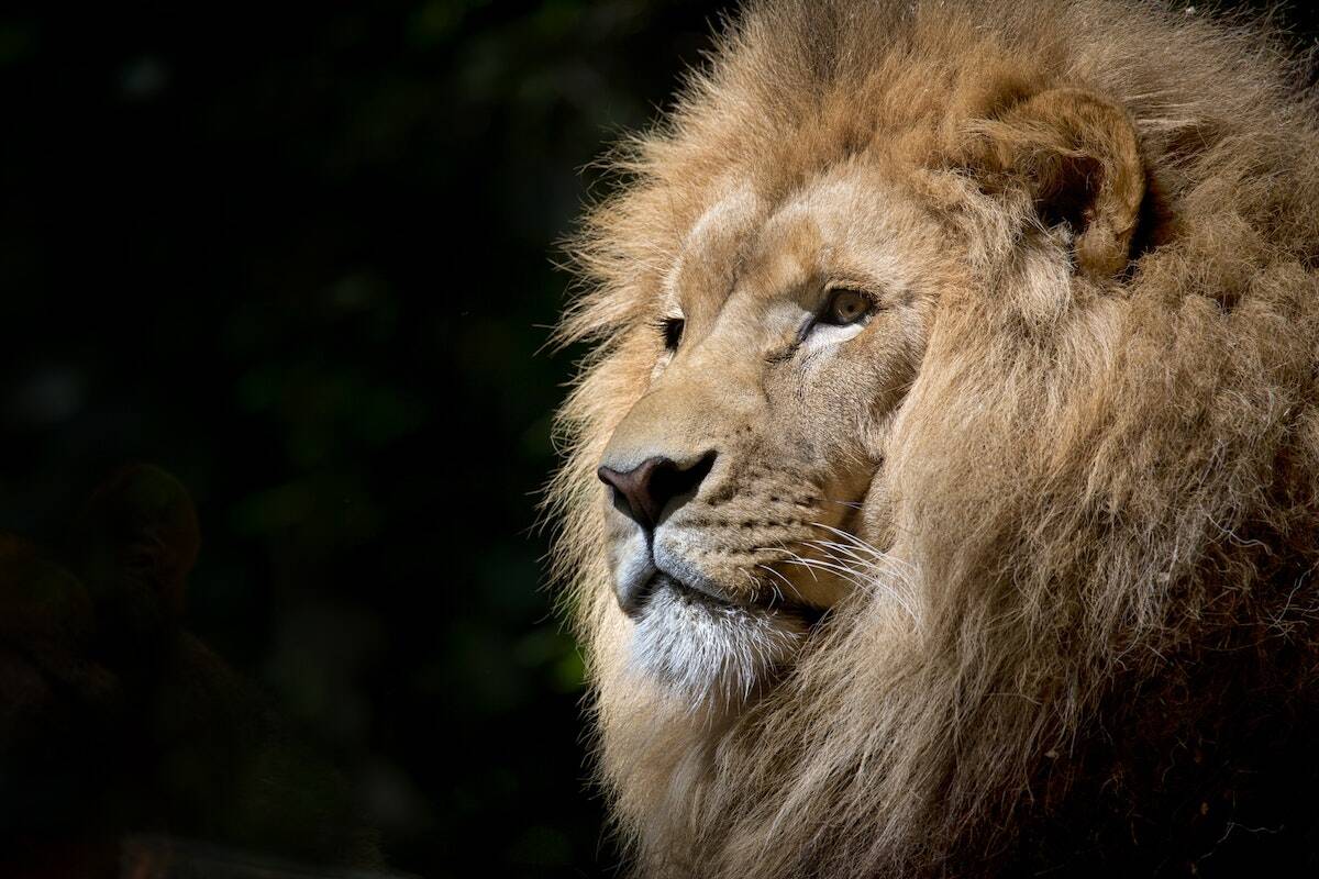 homme lion astro